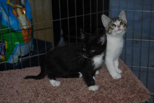 Pair of Playful Kittens - Two cute playful kittens awaiting adoption
