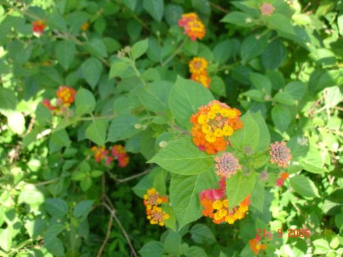 flower - its all about nature
