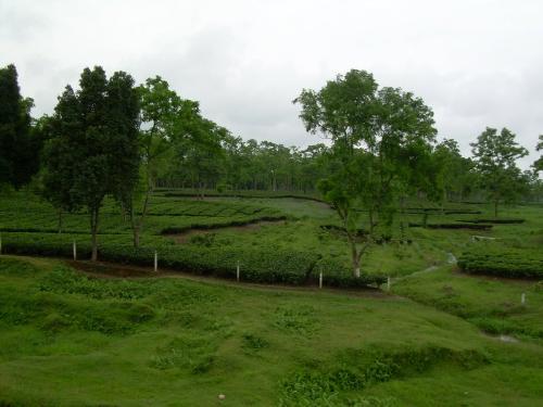 Tea Garden of Assam - Assam is known all over the world for its tea.