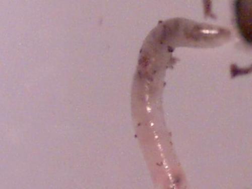 white worm - white worm inside the body passed through the esophagus up to the mouth