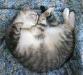 sleeping cat - a picture of sleeping cat