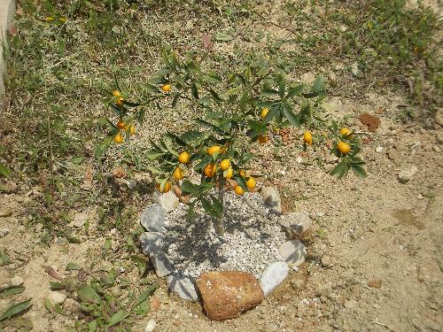 Kumquat Tree - A little kumquat tree from my garden in Crete.
It's about 2 feet high and fruit is looking quite ripe. Kumquat Tree - A little kumquat tree from my garden in Crete.
It's about 2 feet high and fruit is looking quite ripe.