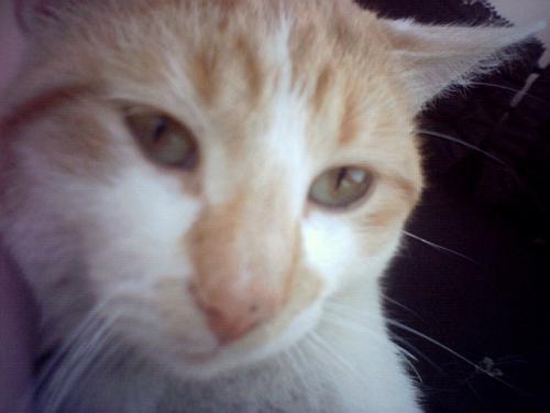 Marmalade - This is one of our cats.