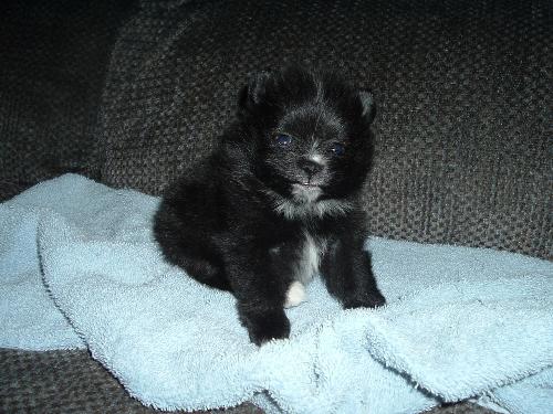We call her JillyBean:) - She is a Black & White Parti Pomeranian