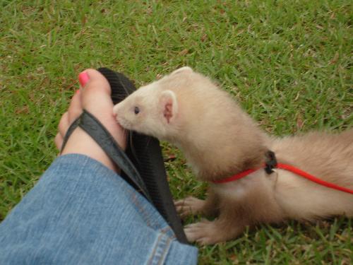 My ferret Neko - This is my ferret neko on my foot when I was taking him for a walk.