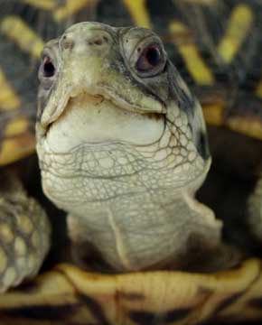 Box Turtles - Here is a pic of a box turtle. It looks just like mine does. I guess they must all look alike..