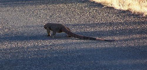 goanna - goanna