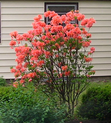 Orange Flowering Tree - Trees that Flower