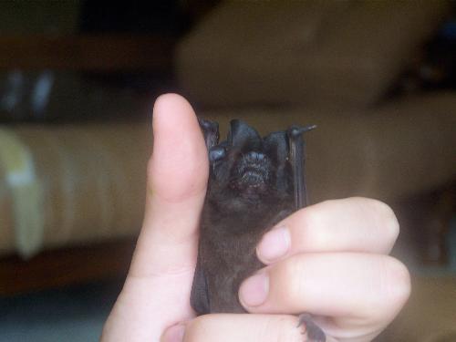 bat - batty the bat