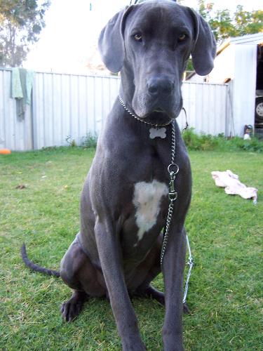 dog - Leroy a grate dane