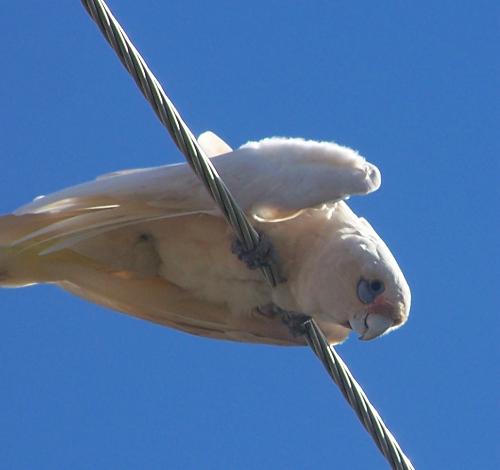 bird - little corella