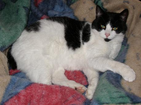 Stumpy - My cat Stumpy on his special rug.