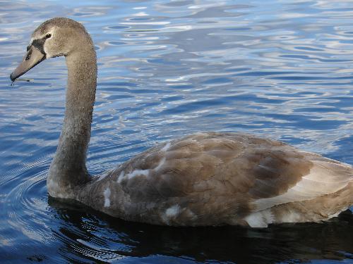 wildlife - Photo of a duck in Prospect Park, Brooklyn, New York