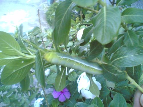 feeling photographer -  caterpilar on my plants