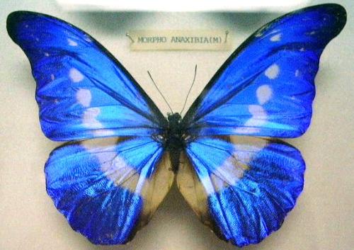 Butterfly - Morpho rhetenor helena
a morphine from SouthAmerica