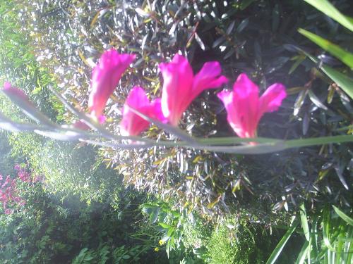The May Garden - May is my favourite gardening month. Everything is solush and beautiful. No other month has so much going on in the garden. I love to see all the little fruitlets forming, and the blossoms blooming.