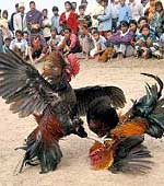 Cockfighting - Cockfighting - another form of animal cruelty