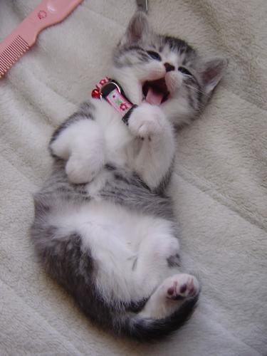 Mew! - More kitten photoes. ^___^