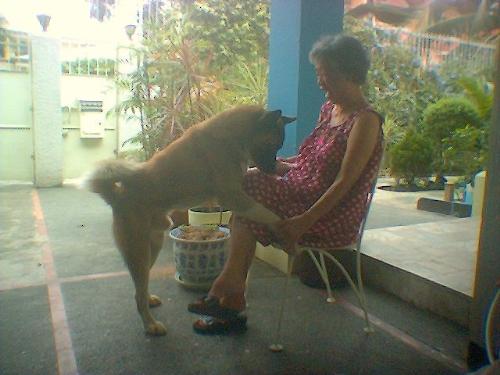 mom and wolf2 - wolf bowing to mom