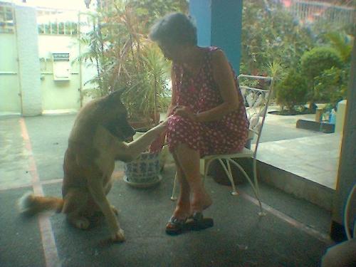 mom and wolf4 - wolf bowing at mom