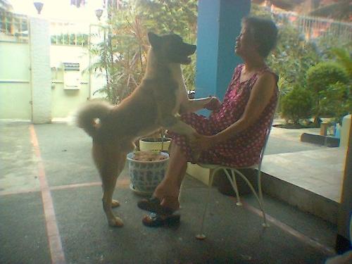 mom and wolf - Wolf having a serious talk with mom
