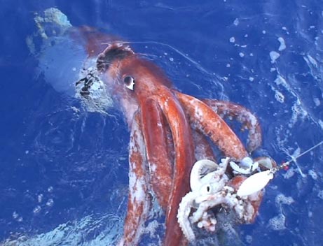Giant Squid. - A picture of a giant squid, one of the first ever pictures taken of this sea animal. Picture was taken by a Japanese research team. 