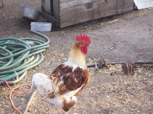 Rooster - We hatched this big guy from the egg(we incubated about 2 dozen but only hatched 7) From the first time we saw him we knew something was wrong.  He just laid on his side and kicked franticly, it was clear something was wrong, it looked like he was having seisure after seisure.  I couldn't let him just lay there and die, nor could I break his neck.  So i got a medicine dropper and gave him a pedialite water mixute he still had a yolk sack so no food was needed yet.  We put him in the warmer in a box by himself...  Days past, he was small about half the size of this sisters that were younger than he, he never walked right.  He was feeble but alive, slowly the weeks past...  Needless to say he is fine the exact same size as his brother, and beautiful.  He is not our pet, he is with his hens in the coop, my parents now yeild about 2 dozen eggs a day!  Ok ya I am bored sorry for the novel!!!