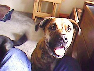 boxer bulldog mix - My lil baby shanieka.. one smart dog.
