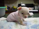 small puppy - just born puppy