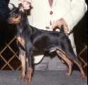 black and tan mini pincher - black and tan mini pincher. very cute and cudly