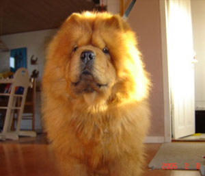 chow chow - cute chow chow! ^_^