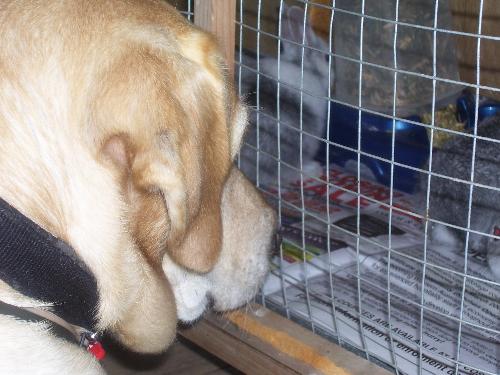 puppy love - this is my lab nitro pressing his nose against the baby rabbits cage. He love the baby rabbits and protects them every chance he gets.