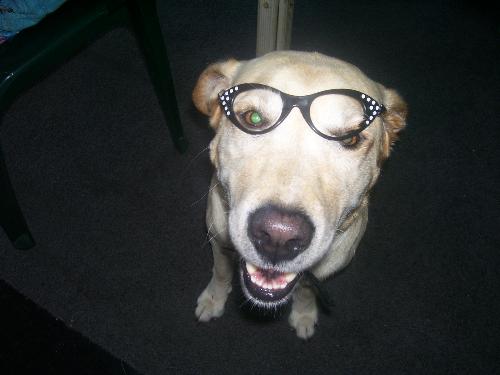 hot dog - nitro the lab tech