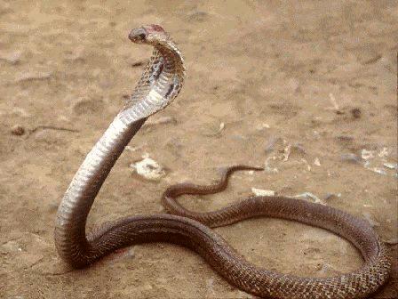 snake - fearsome.isnt it?