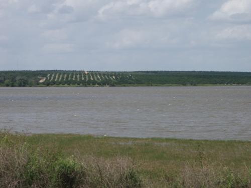 Orange groves across the lake - This gives a view of some orange groves on the far shore of a lake near where I live. It's a scenic view typical of central Florida.