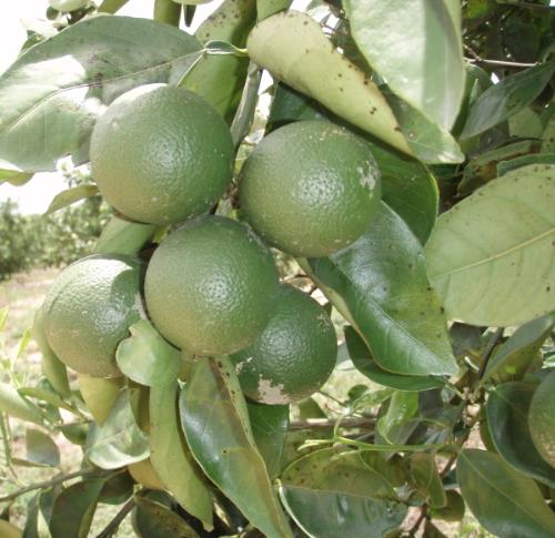 Oranges! - This is a close-up photo of some not-yet-ripe oranges in a grove near where I live. This cluster of them is larger than normal. It's a commonplace sight for me, but I figure it might be exotic for others.