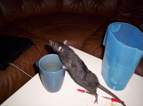 My rat! - My black curious rat!