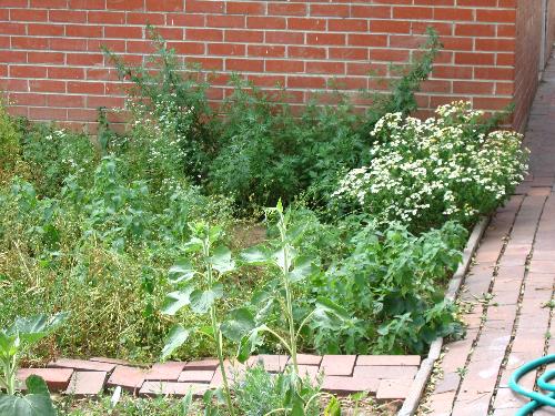 A little corner of my herb garden - This here is a little corner of my herb garden.