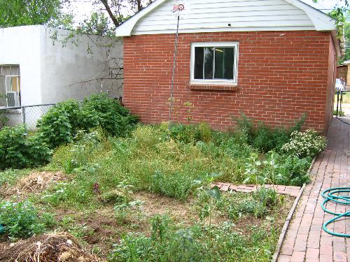 My little slice of heaven - This here is a picture of part of my herb garden. It looks a little wild. I need to go out there and pull some weeds, don't I? My little slice of heaven - This here is a picture of part of my herb garden. It looks a little wild. I need to go out there and pull some weeds, don't I?