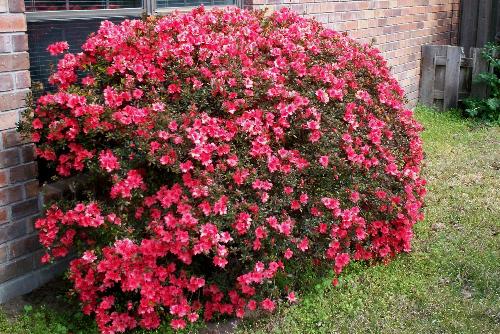 Azalea Bush - Outside my dining room window