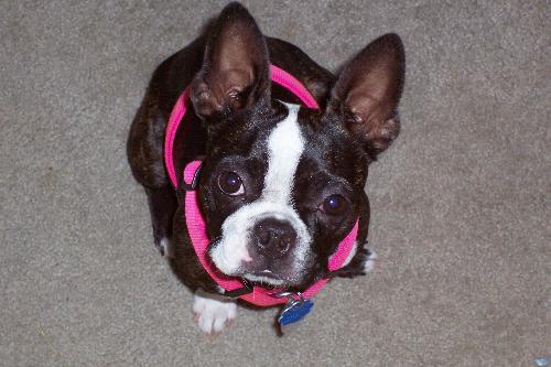 Boston Terrier - My grandma's Boston Terrier, Barbie