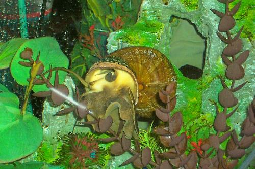 Cana Applesnail - One of my Canas, Goliath