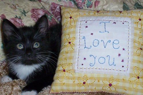This is Cyclone - This is a picture of when he was a baby.  Isn't he cute.