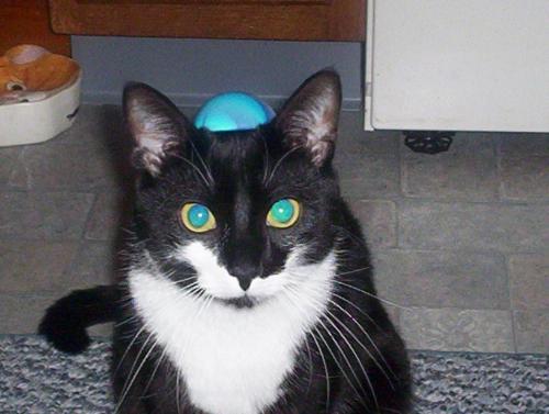 Twister - Here is Twister again.  Can you tell he is my baby????