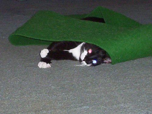 Another Twister - Twister loves to play.