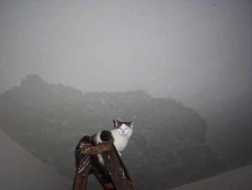 Izzy - This is Izzy, she was trying to help me paint.