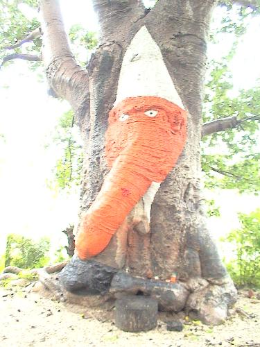 ganpati on tree - well natures miracle a ganpati on tree