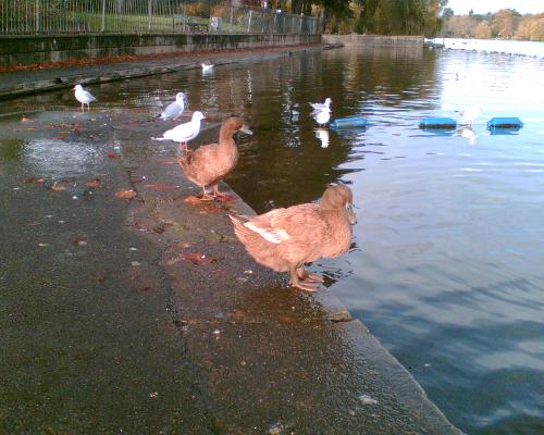 ducks in the park - Roath Park cardiff - mandarin(?) ducks taken on my cellphone - surprised by the definition and the eery quality of the light...