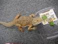 big lizard - lizard big lizard - lizard