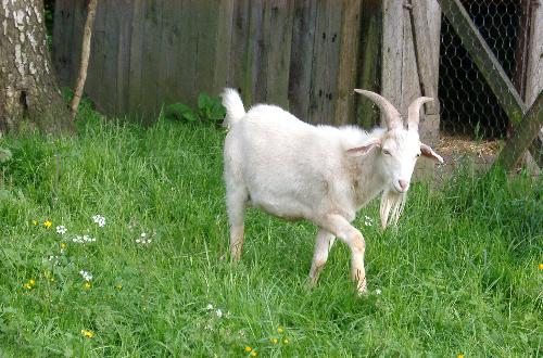 Animals - A goat stumbles into an Irish bar and says, 'Bartender....